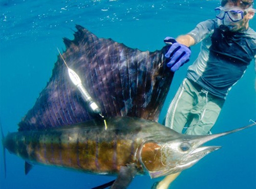 海洋魚類哺乳動(dòng)物衛(wèi)星定位系統(tǒng)